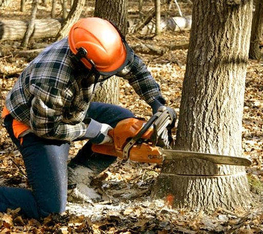 Tree Removal in Dennis, TX